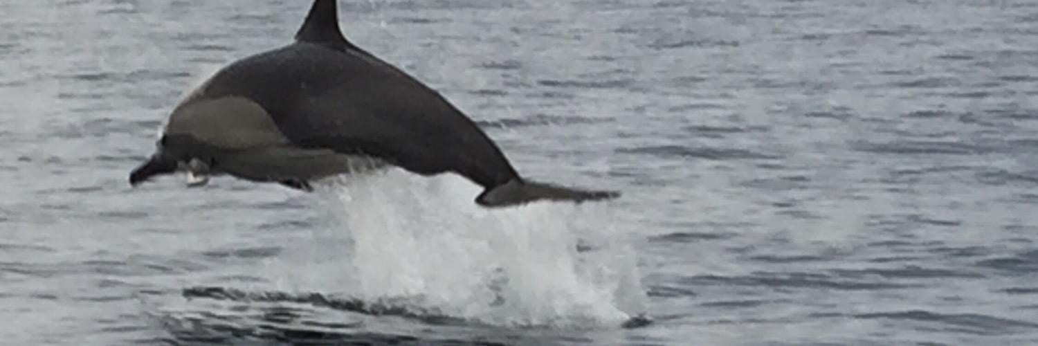 BaltimoreWhale's profile banner image