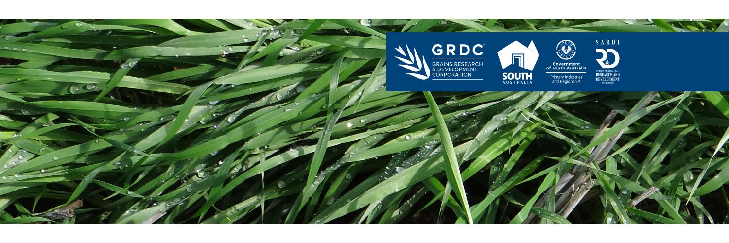 Crop Watch SA banner