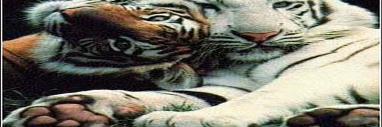 enlitimo's profile banner image