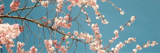 nyu4's profile banner image