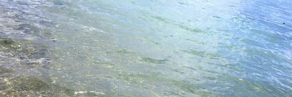 星玲奈／Serena banner