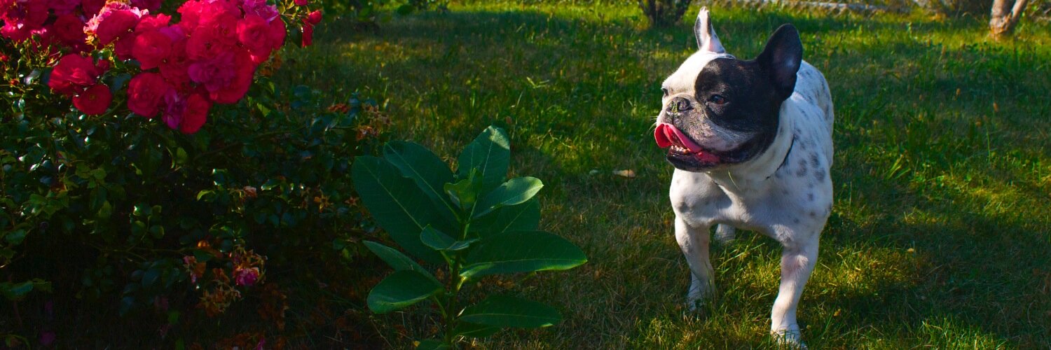 FrenchieRocky's profile banner image