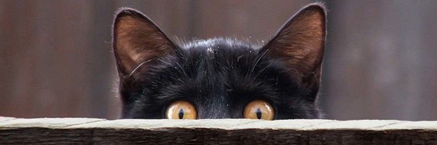 MrsLSparacino's profile banner image