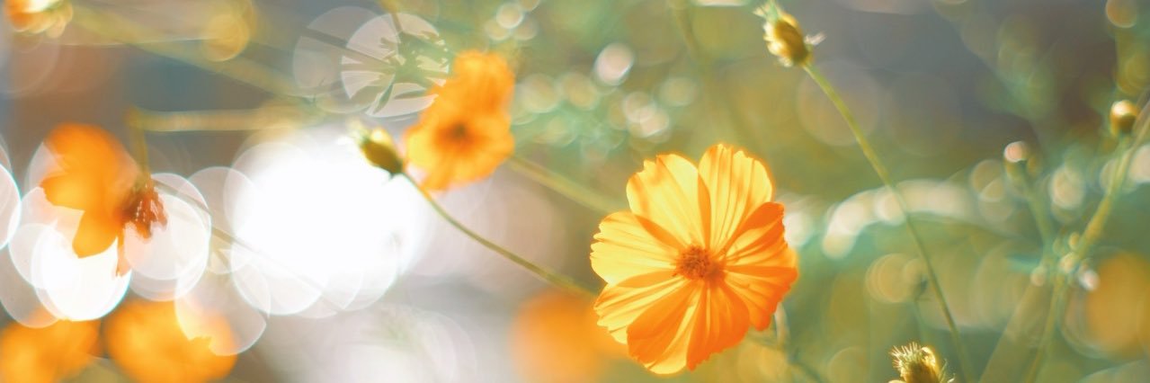 rakuaaa_'s profile banner image