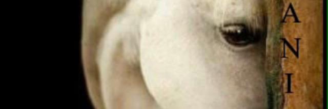 114Nuora's profile banner image