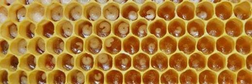 Irish BeeKeeper banner