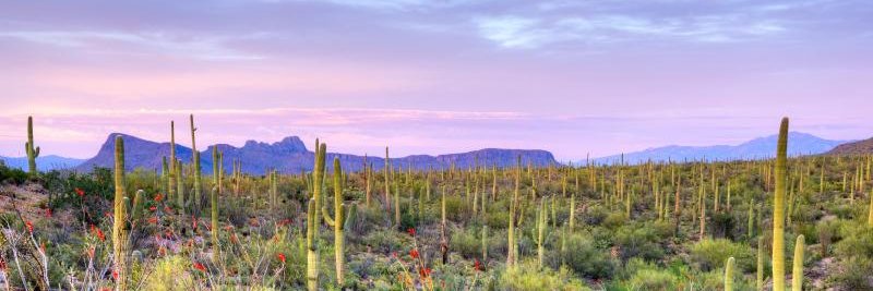 AZ Perspectives banner