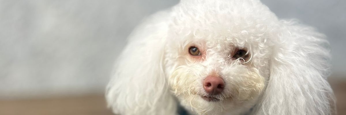 BrunoGasparotto's profile banner image