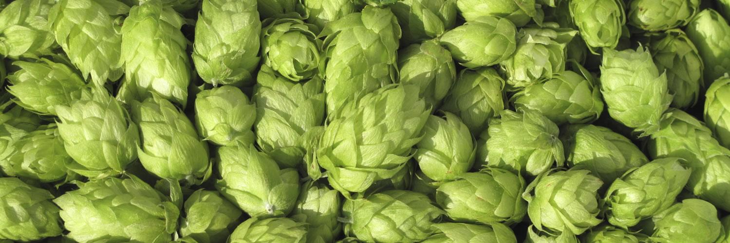 Brewing666's profile banner image