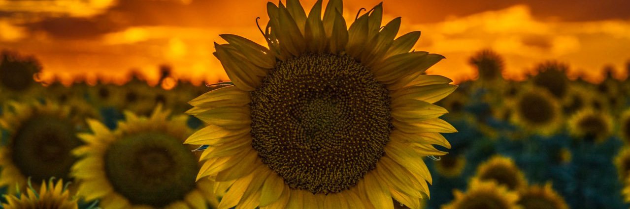 _diZtorted's profile banner image