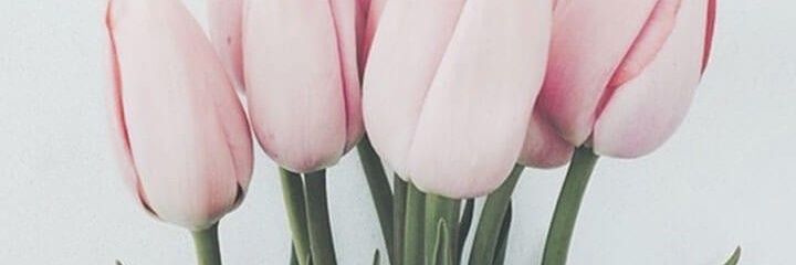 jane_burca's profile banner image