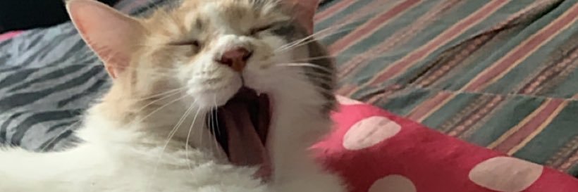 brauserrano96's profile banner image