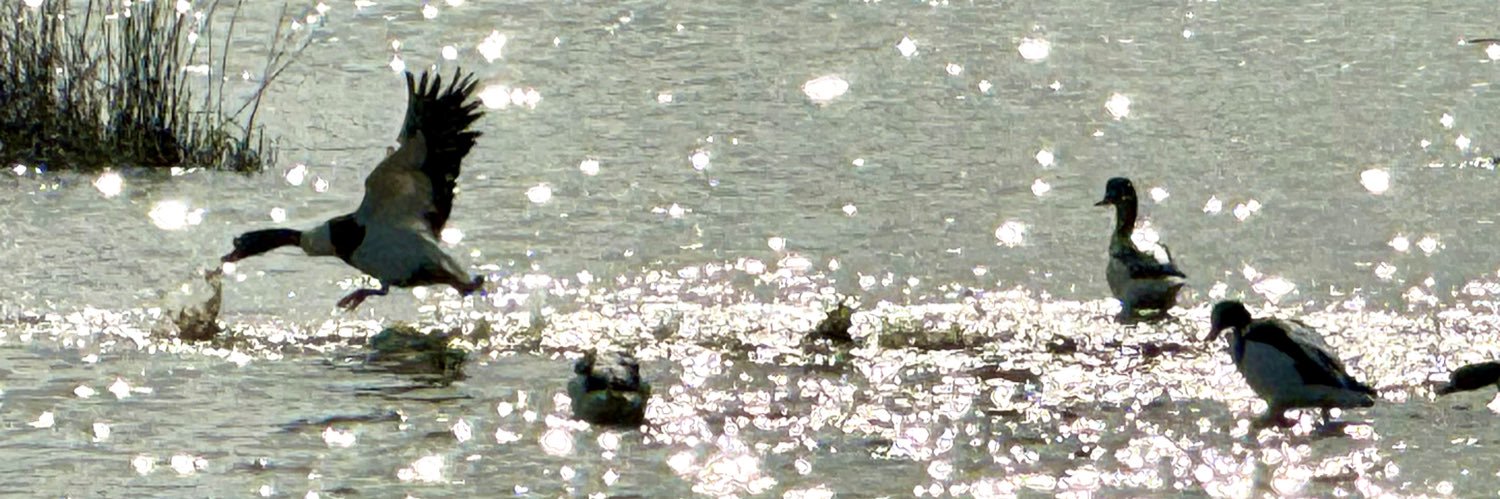 marina Zaliznyak @ bliss banner