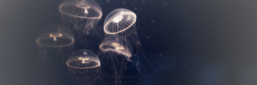 aaronallgdrs's profile banner image
