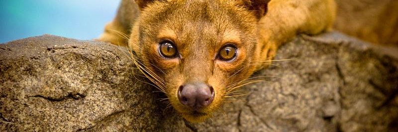 Fossa banner