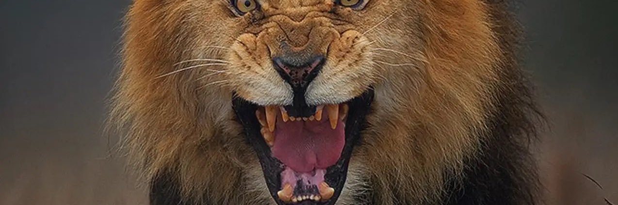 Patriotic_Head's profile banner image