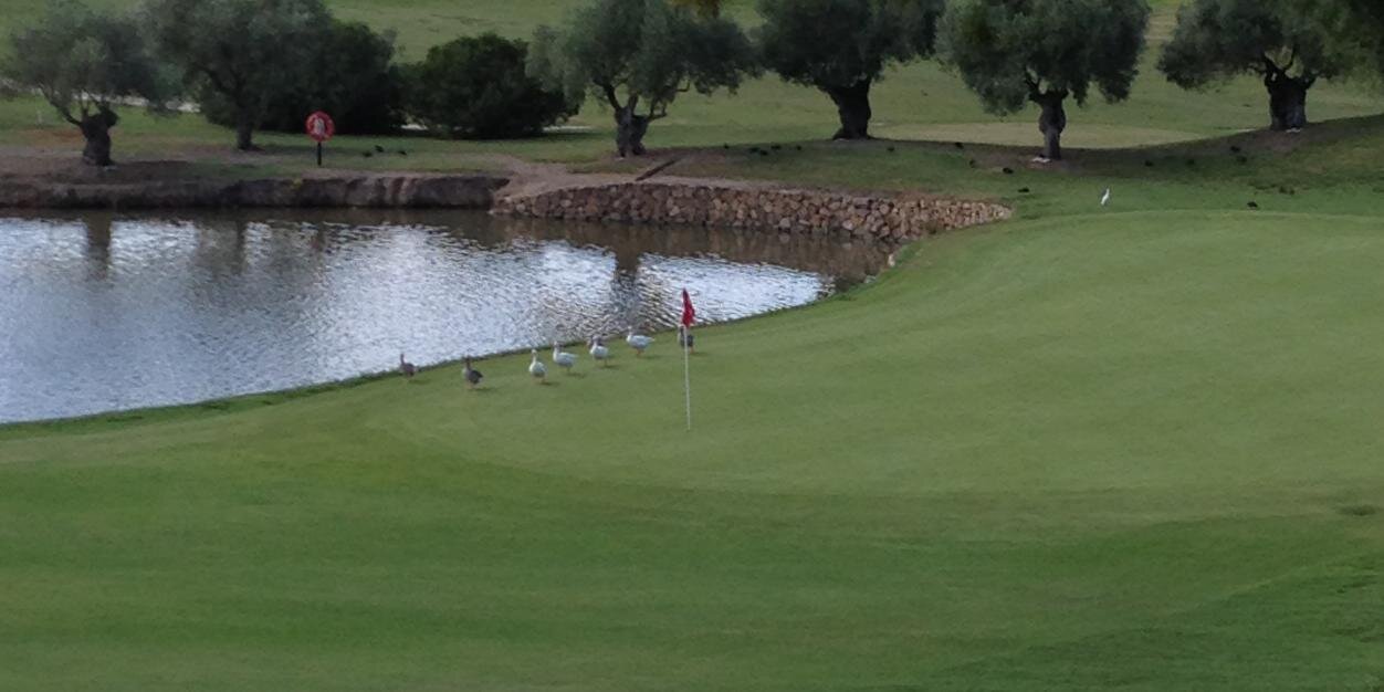 mgolfer63's profile banner image