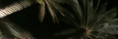 fruitmaree's profile banner image