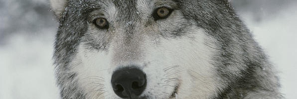 robertbarbera69's profile banner image