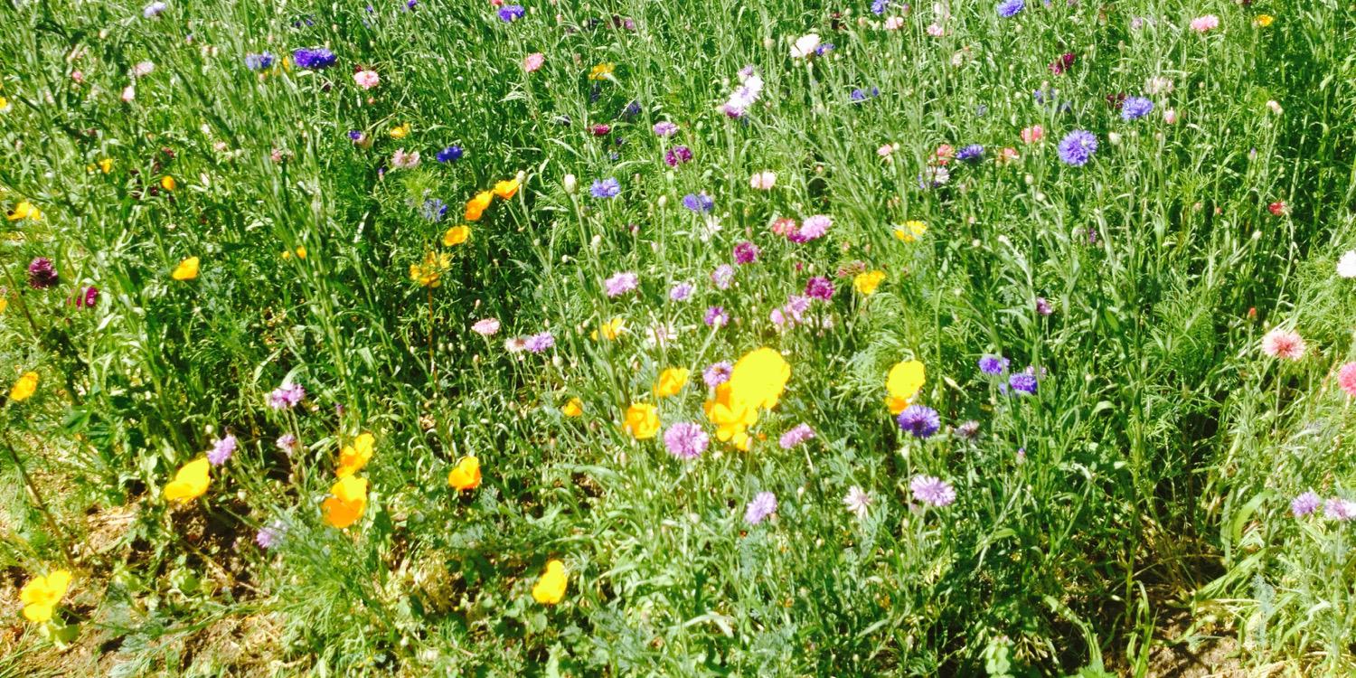Wadhurst Council banner