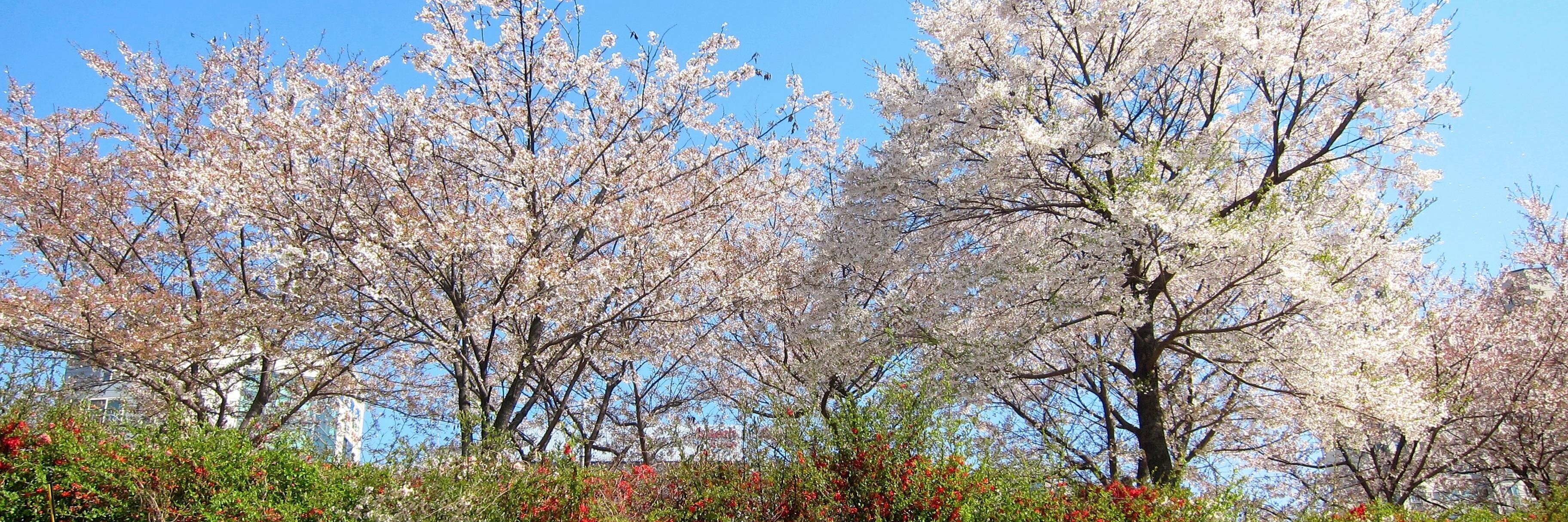 ColdUrbanWoman's profile banner image
