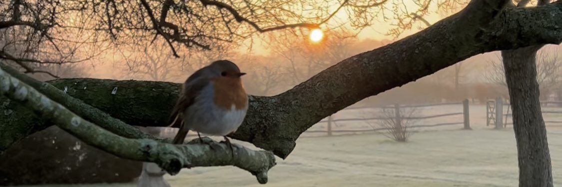 tandi 🥝 🦆 banner