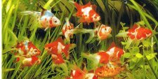 fishmore24's profile banner image