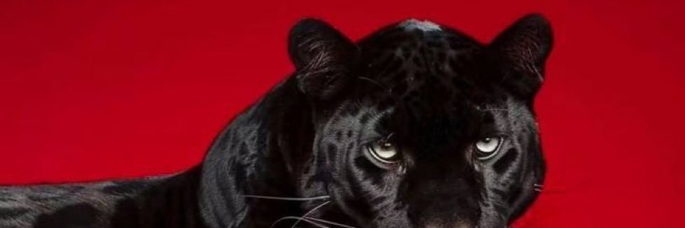 Bwhit3_'s profile banner image