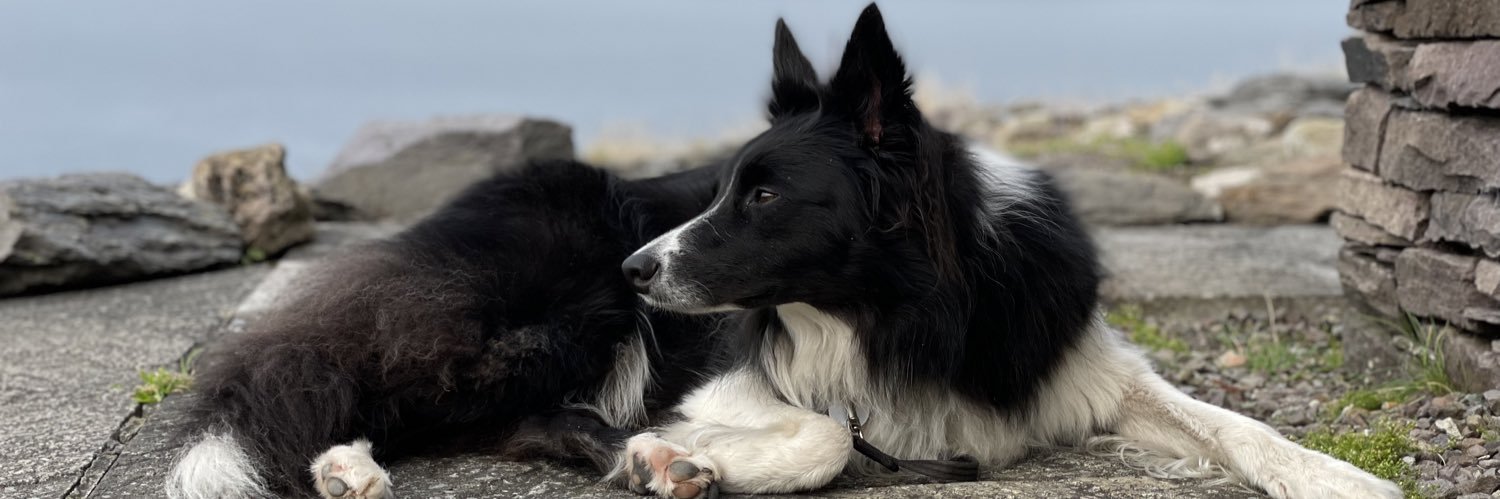 PetfriendlyIRL's profile banner image