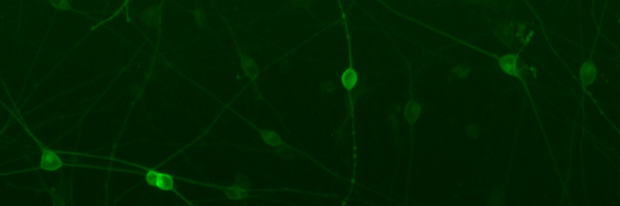 Elizaveta Podoliak banner