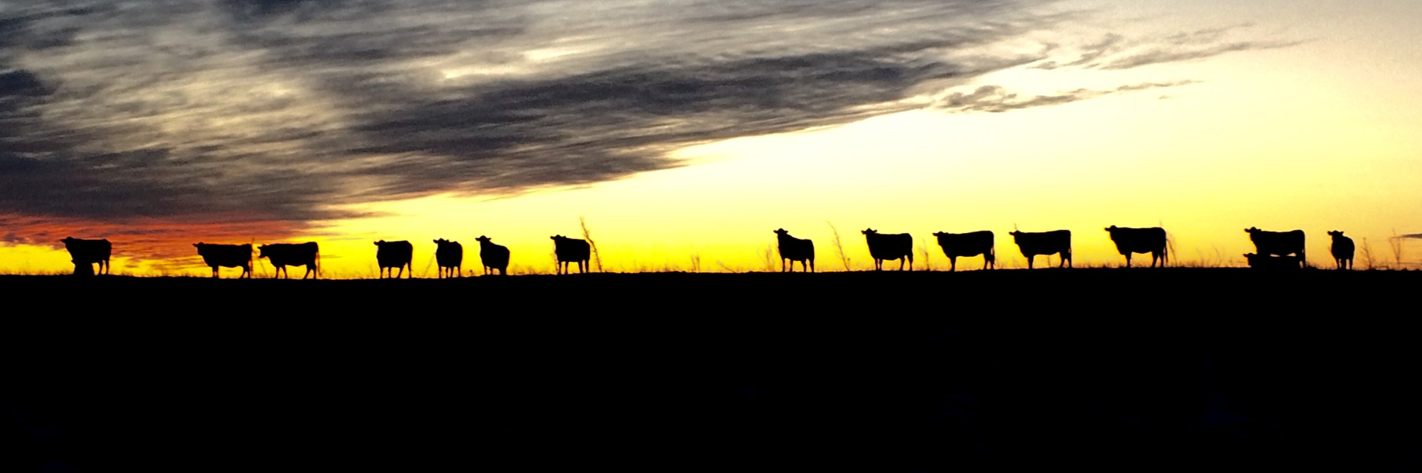 Oklahoma Cattlemen's banner