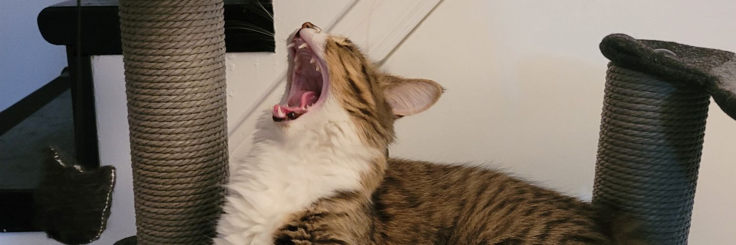 hannahmayfIower's profile banner image
