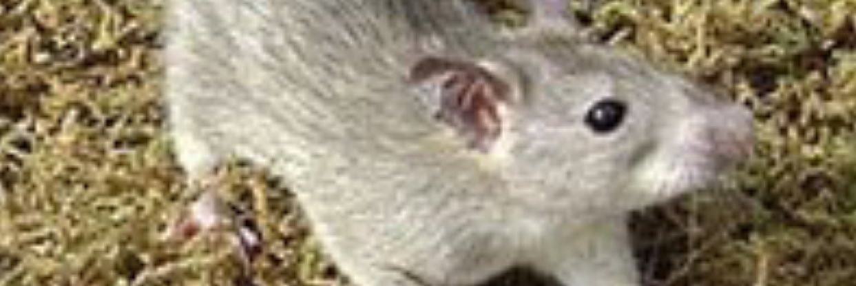 imWarpzee's profile banner image
