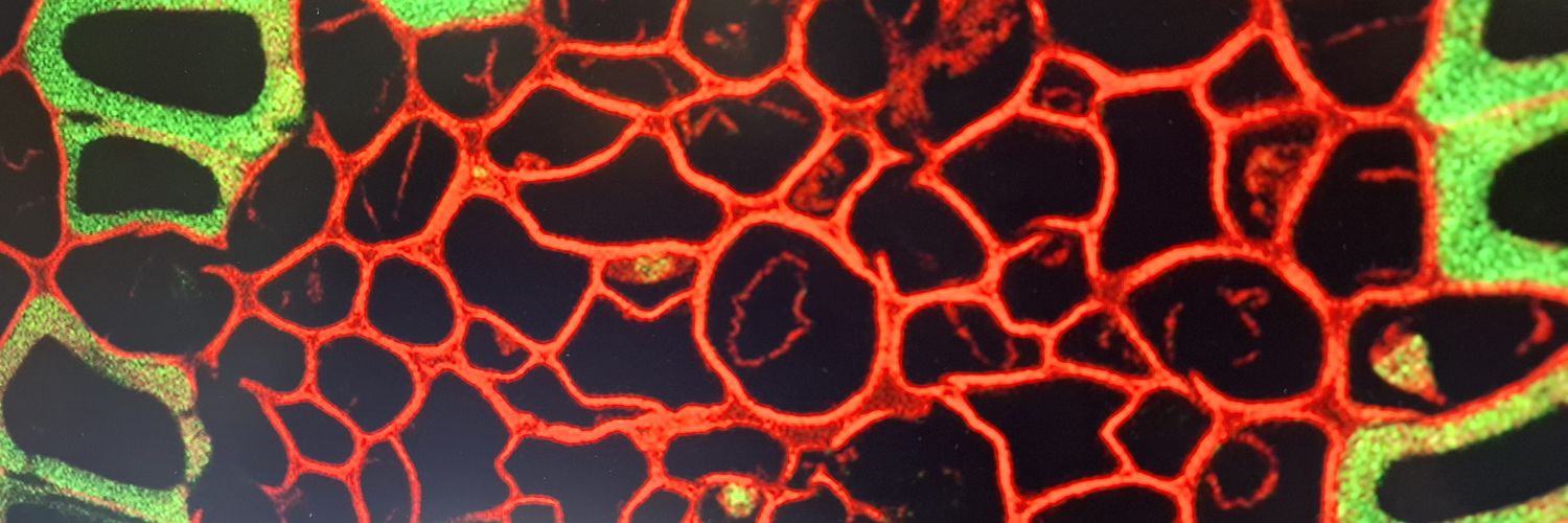 wackyscientist2's profile banner image