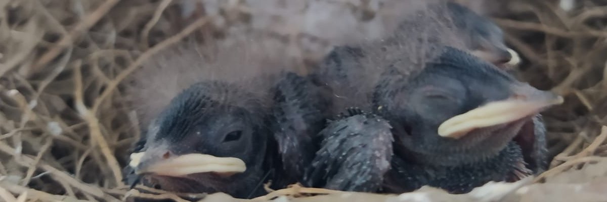 EthKork's profile banner image