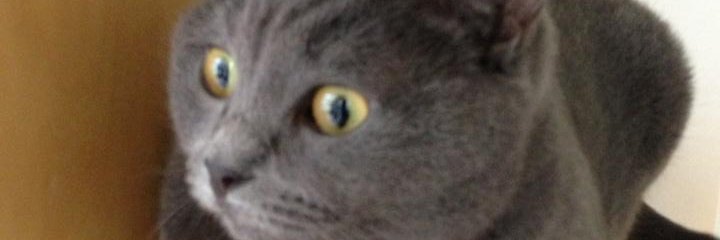 handeakkan's profile banner image