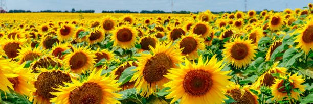 Norma L. Brumbaugh banner