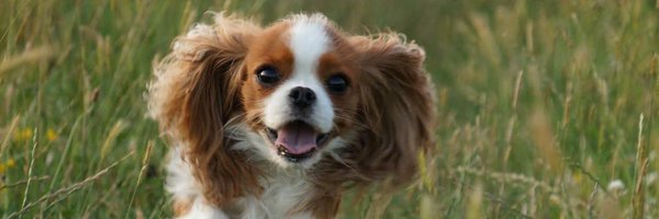 Jamiethetweeter Profile Banner