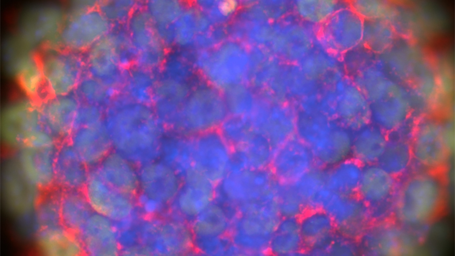 The Guilak Lab banner