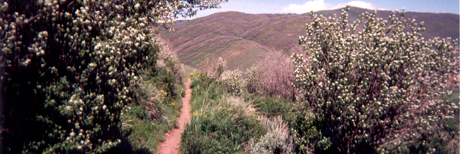 TrailsUtah's profile banner image