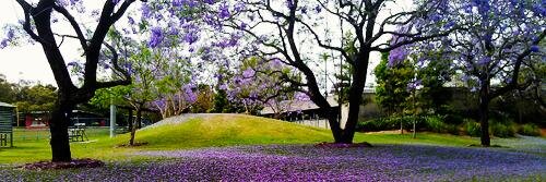 Jacarandá Lila banner