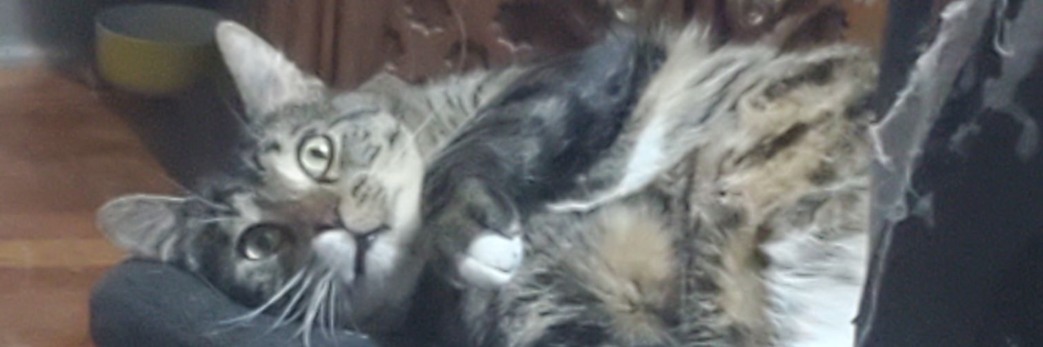 Cowfetticini's profile banner image