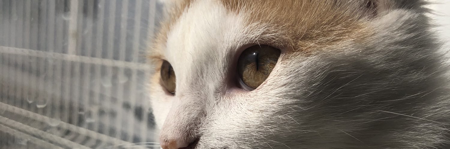 donchuckss's profile banner image
