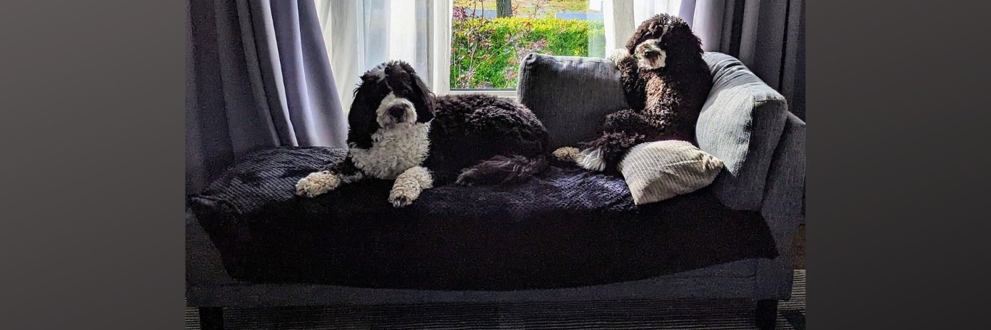 Dr. Emily Agard 🇨🇦🇬🇩🇧🇧 banner