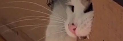 Vulcan 007 Nakamura banner