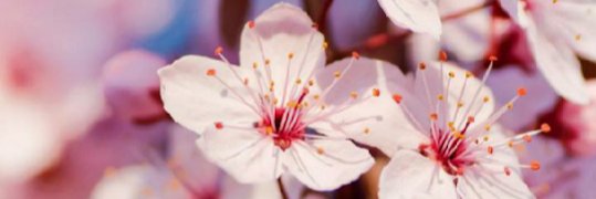 tashaniitha_RM's profile banner image
