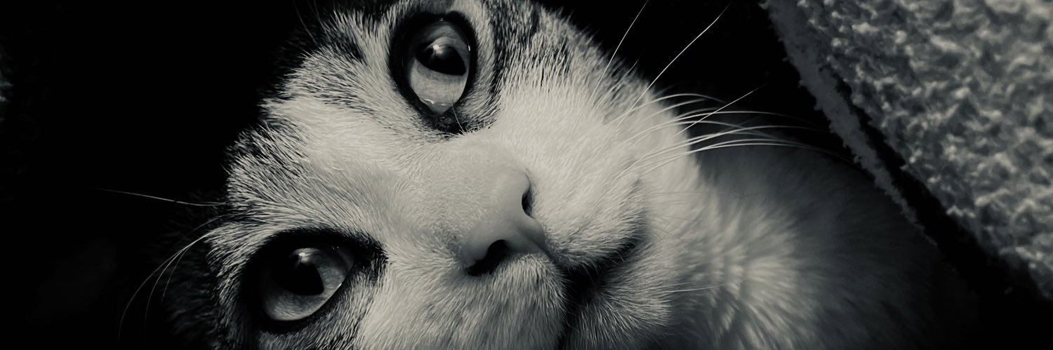 MRepublicacat's profile banner image