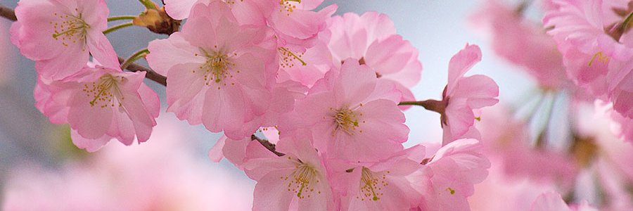 himemisaki12's profile banner image