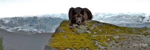 alaskawild Profile Banner