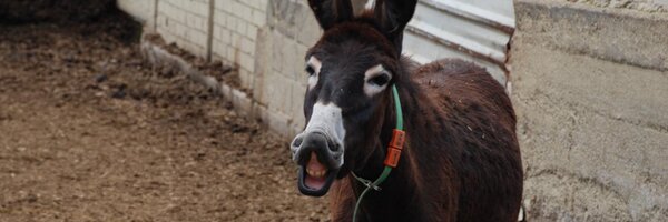 Fuives Profile Banner